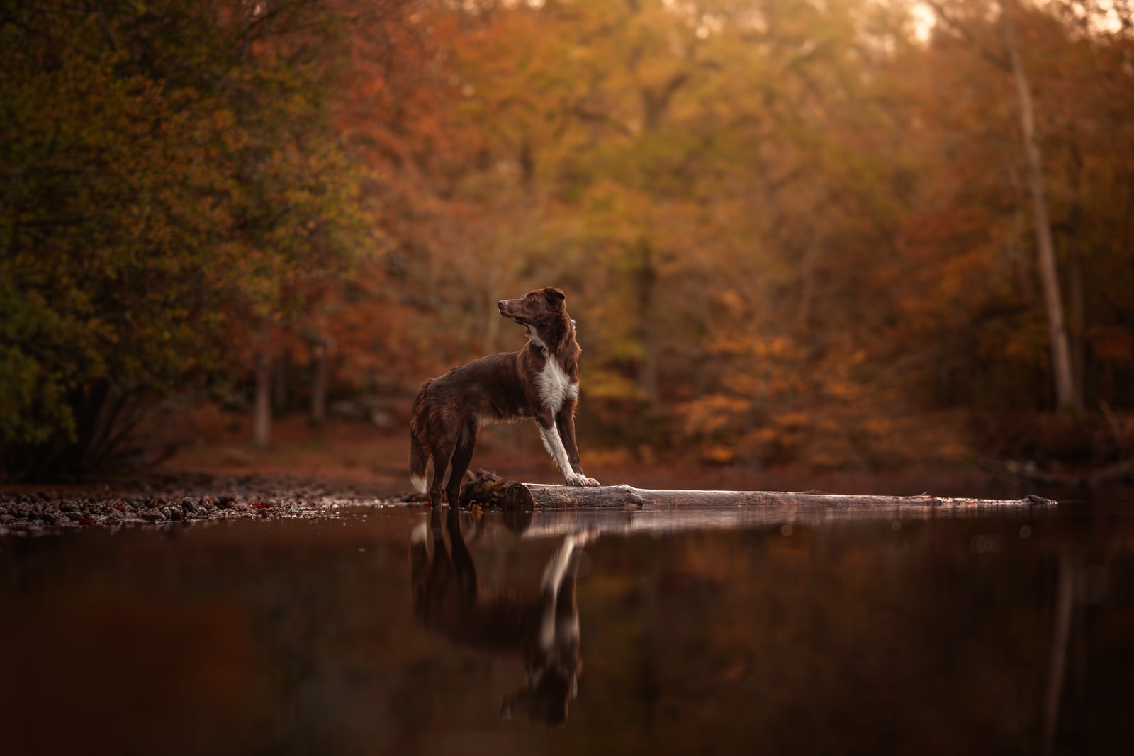Mini-Séance d'Automne