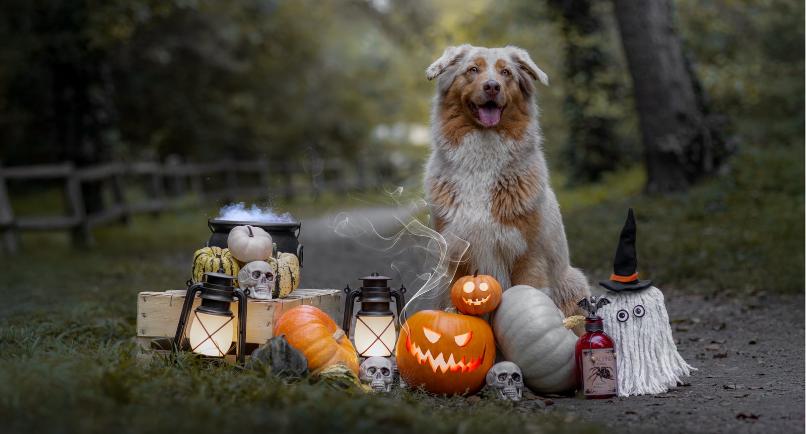 🎃 Mini-séance Halloween – 31 octobre