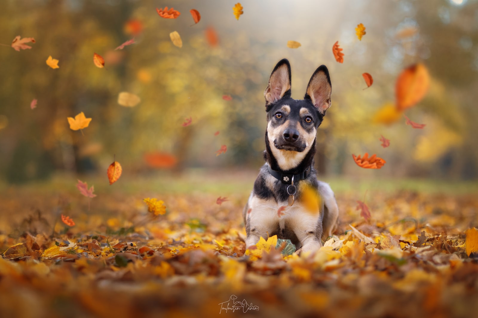La Collection Automne