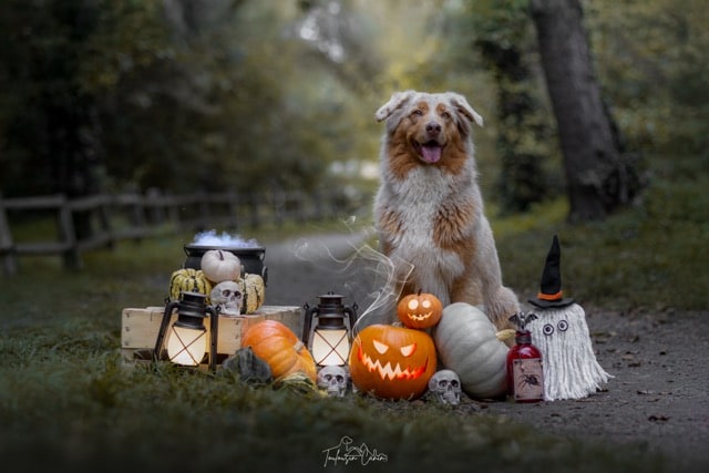 Prestation : Halloween 🎃