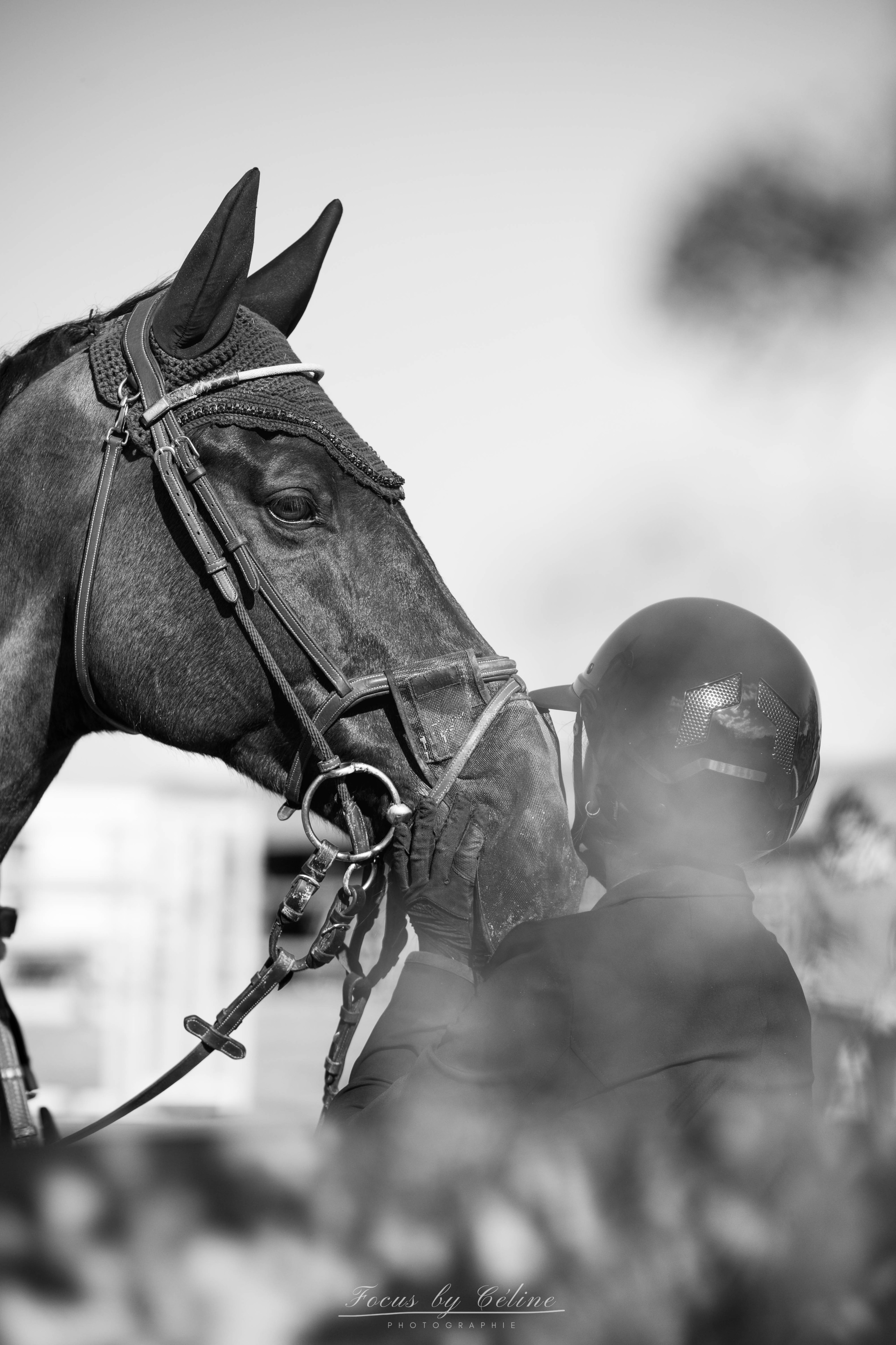 Concours Régional Dressage - Ajaccio Équitation