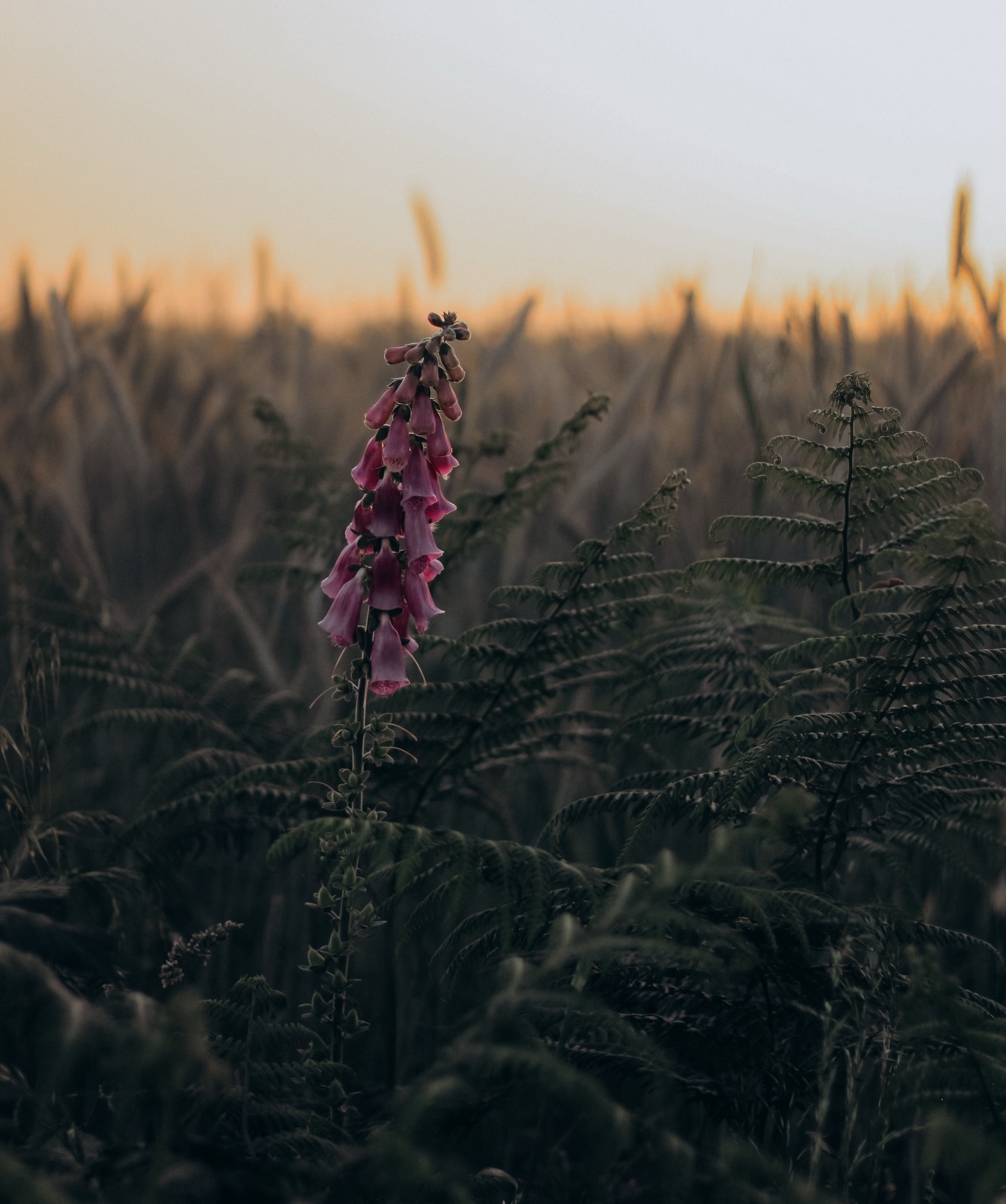 Fin de journée en douceur. 🌅🌸 

#instapic #photographer #photographie #photographebretagne #nature