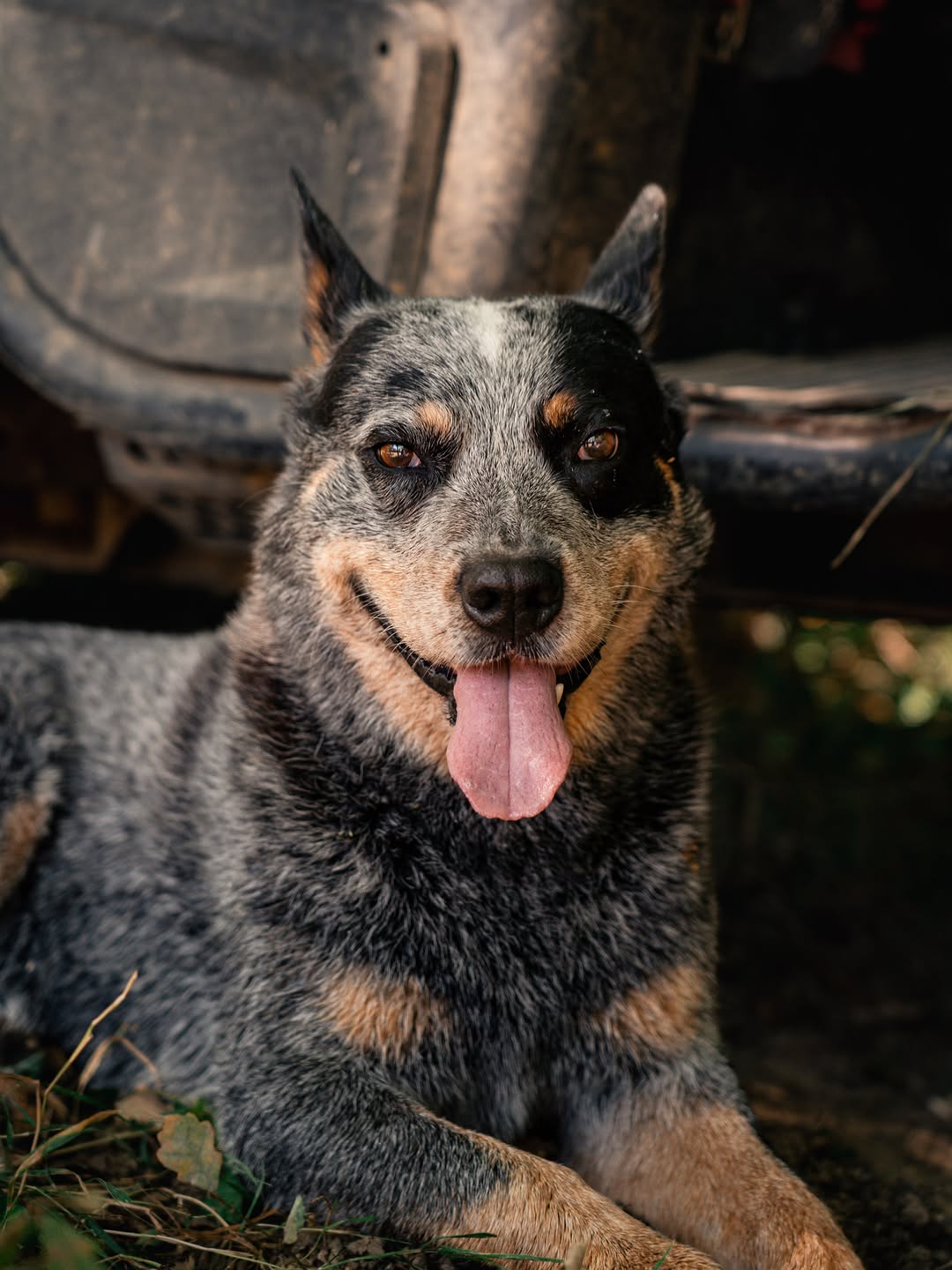 A man’s best friend
Photographe professionnel - Sud Ouest, FR
#dog #photographer #photo