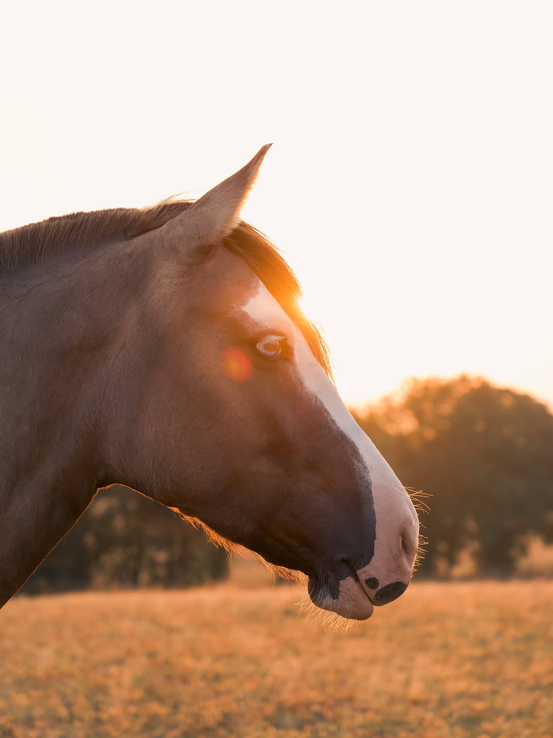 Kolombia Del Viaje
🌸 Photographe professionnel - SW, France
#criollo #photographe #sudouest #france #cheval
