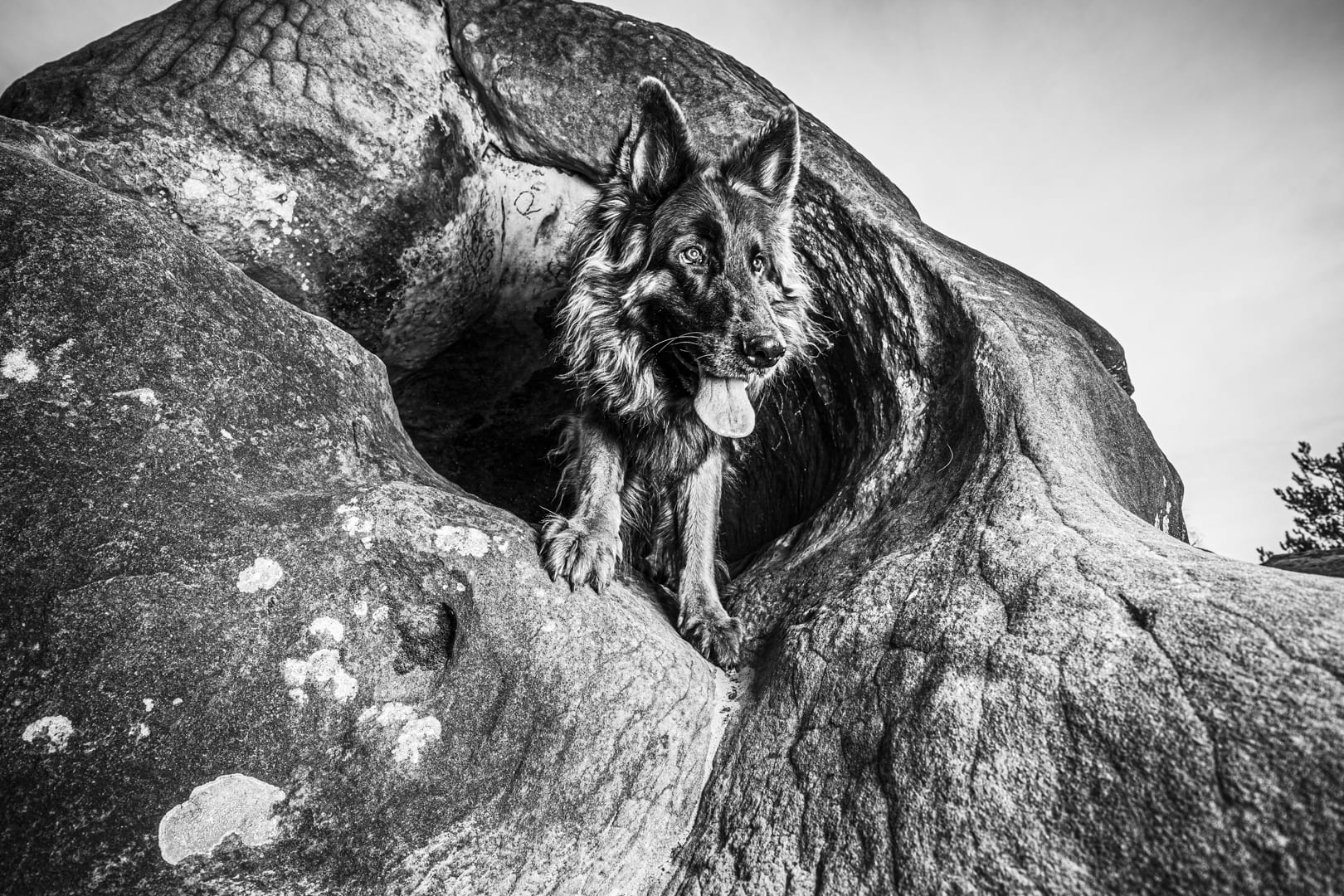 Photographie canine, Mézières-sur-Seine — Cynofoto