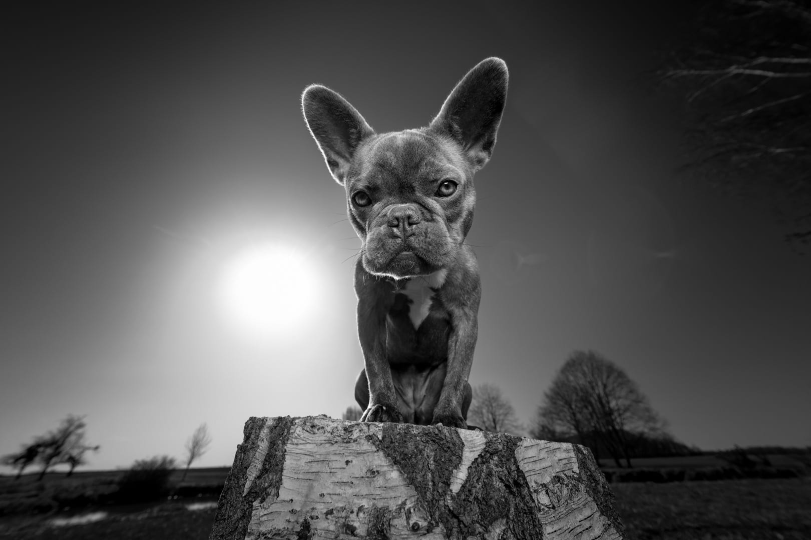Photographie canine, Mézières-sur-Seine — Cynofoto