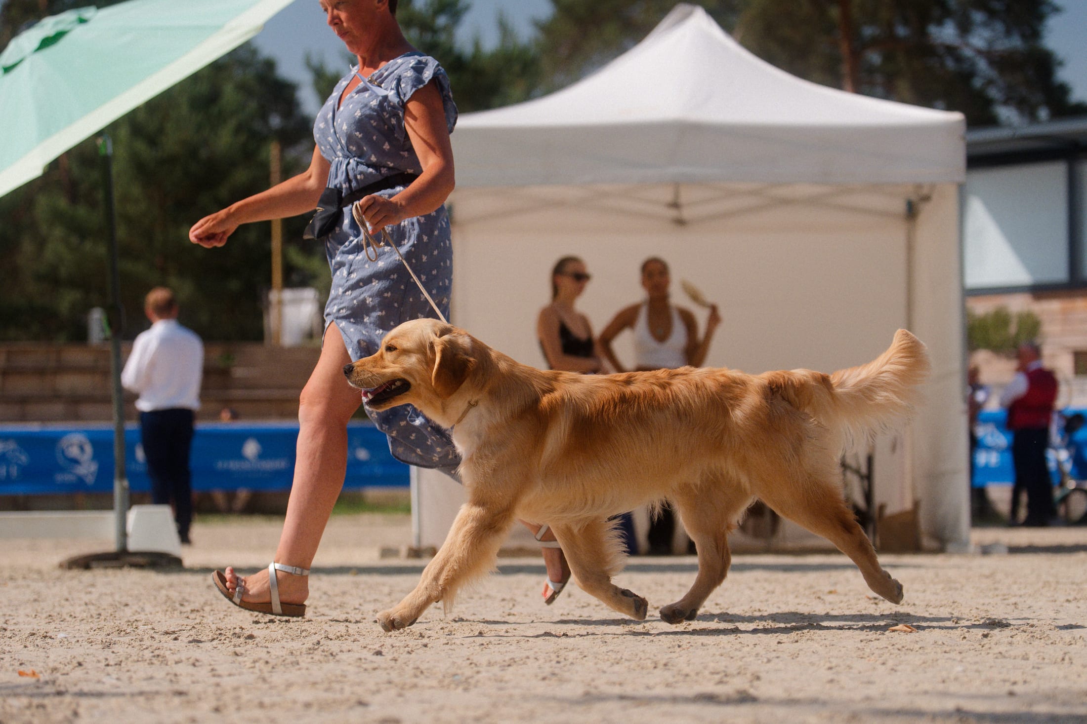Photographie canine, Mézières-sur-Seine — Cynofoto