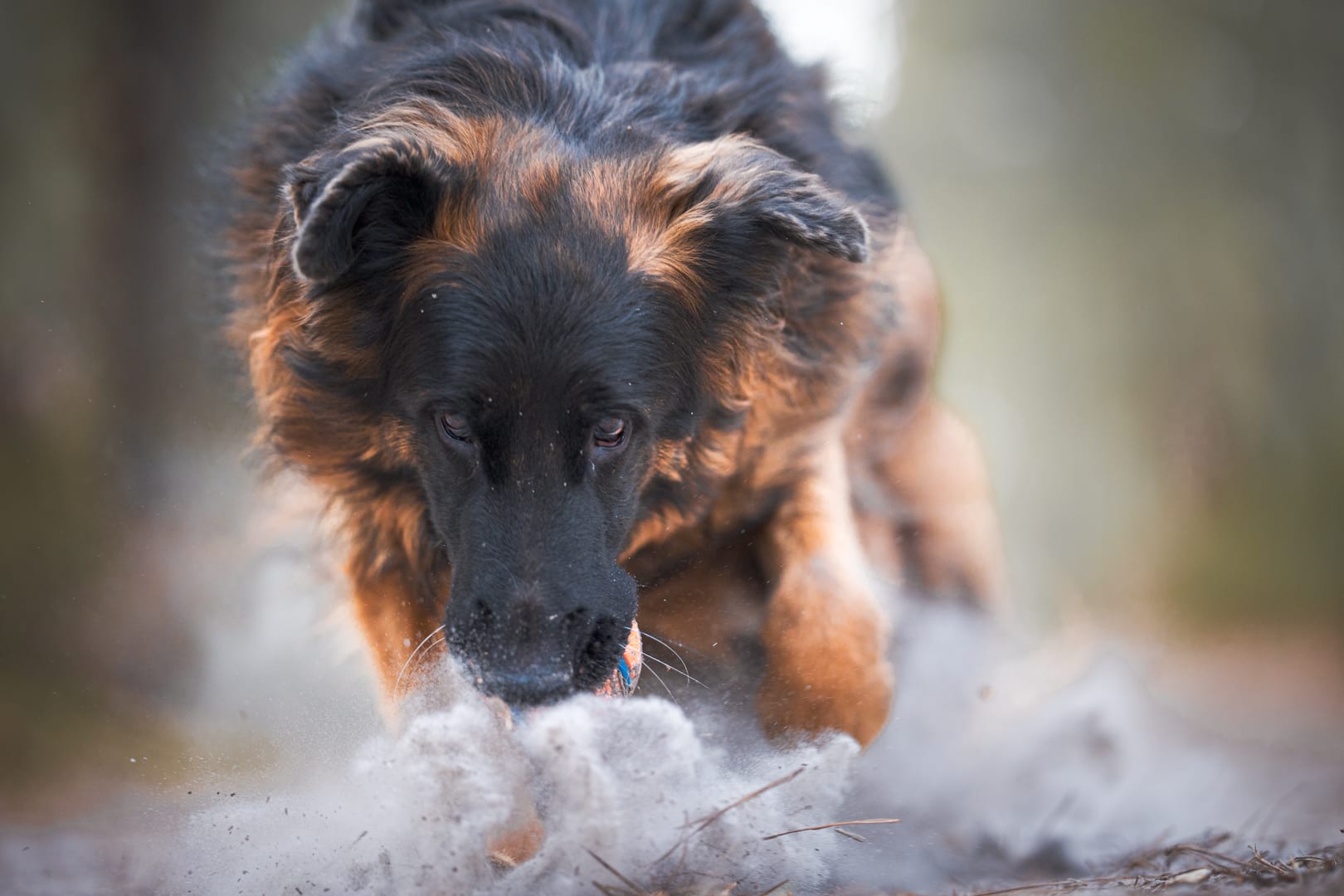 Photographie canine, Mézières-sur-Seine — Cynofoto