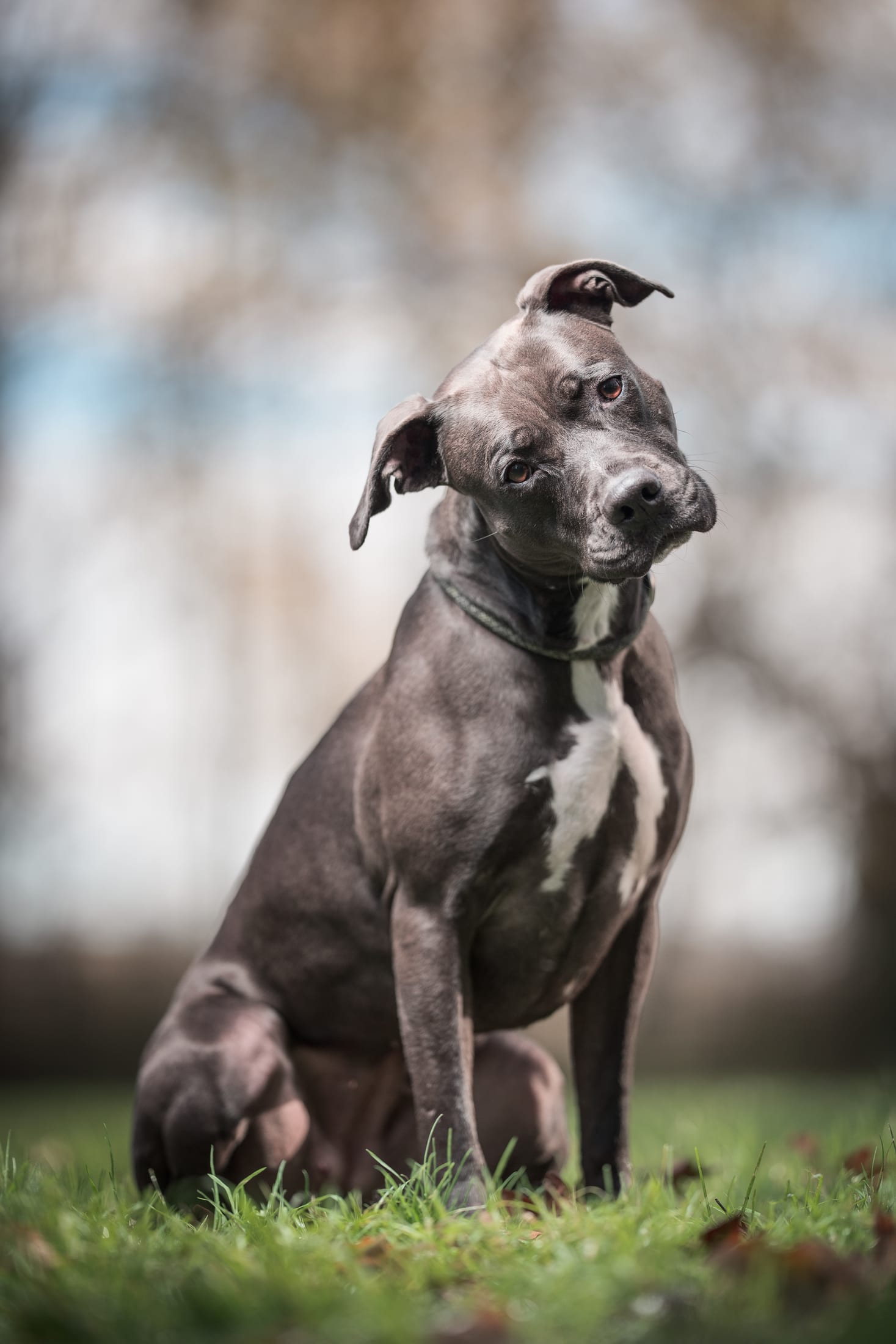portrait chien photographe canin dans les yvelines