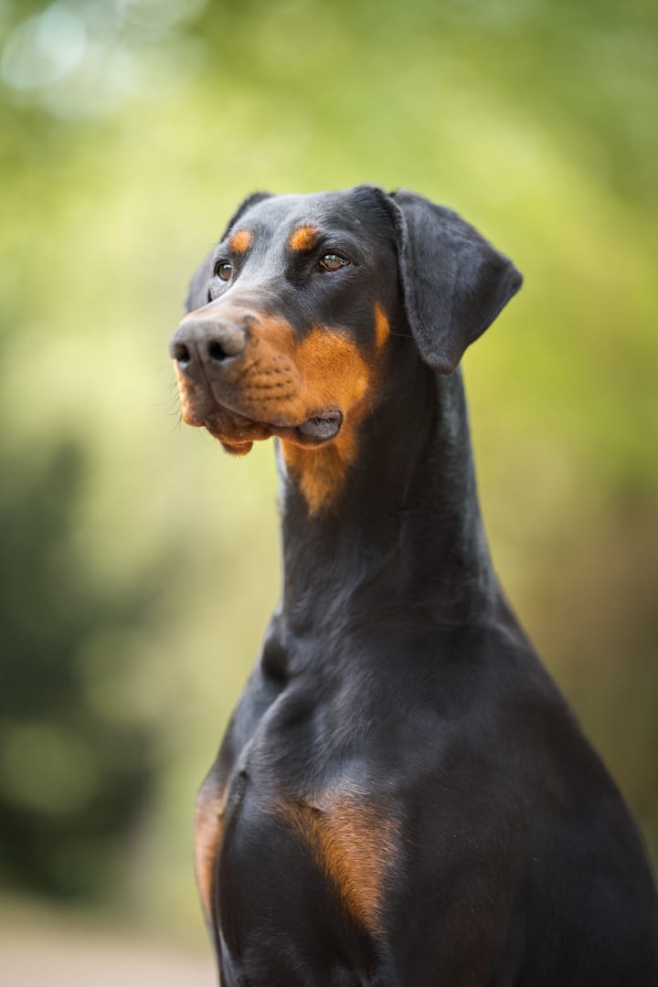 Photographie canine, Mézières-sur-Seine — Cynofoto