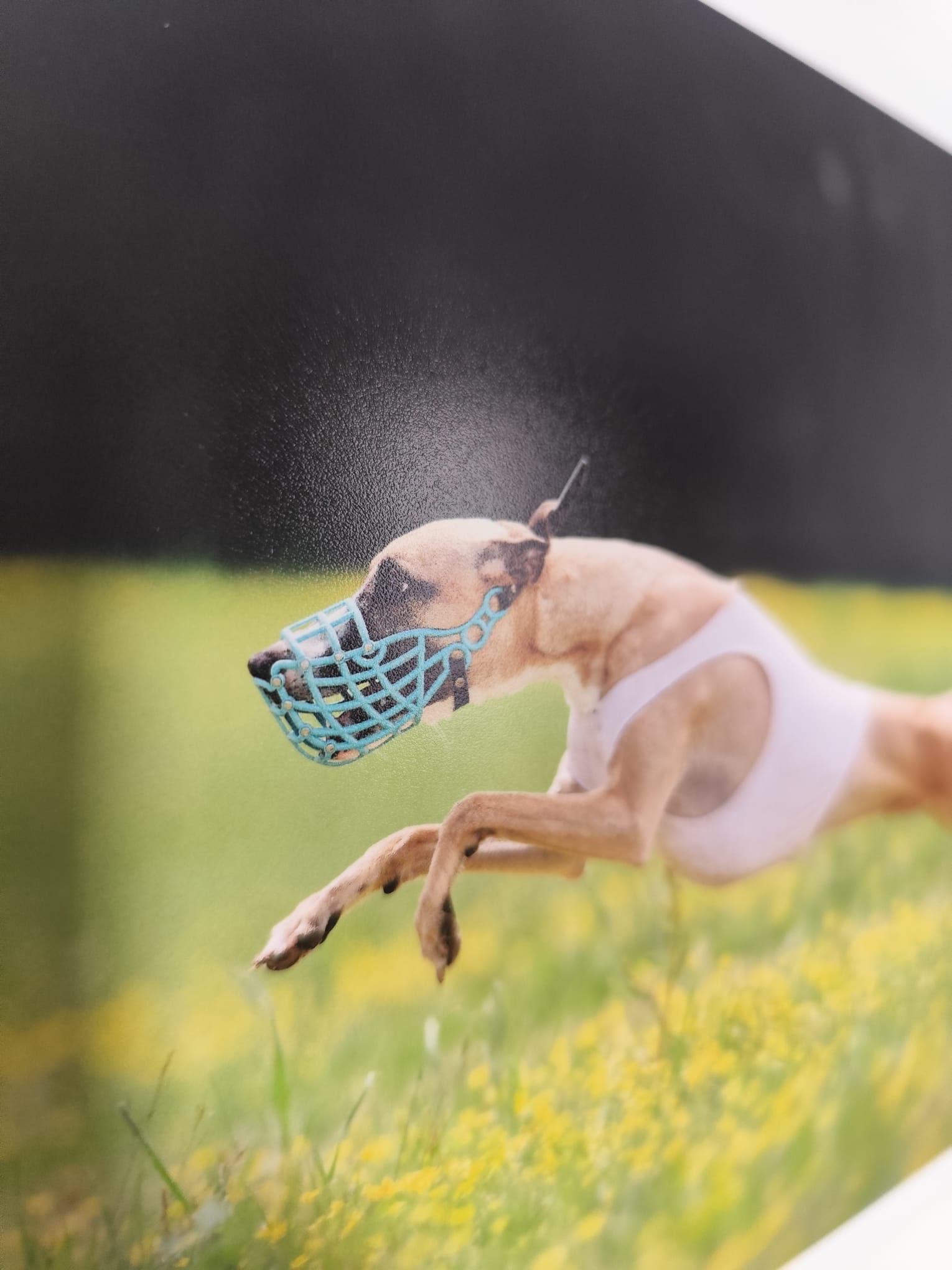 tirage photo chien papier epson premium luster