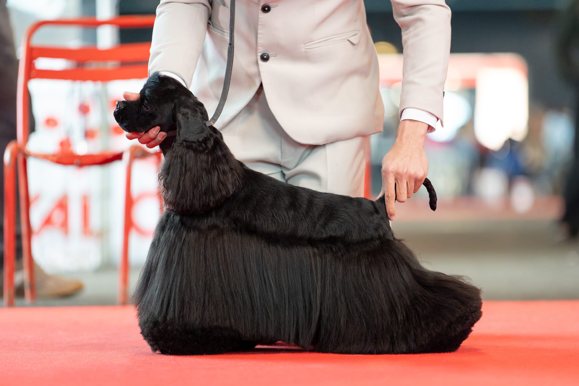 Photographie canine, Mézières-sur-Seine — Cynofoto