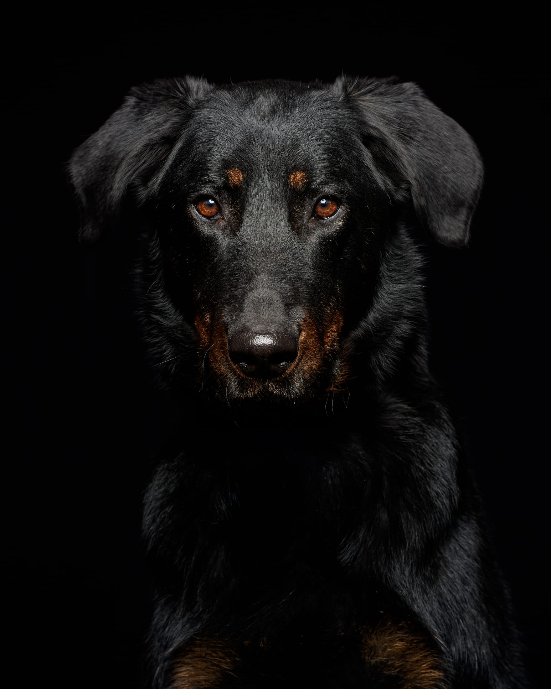 Portraits studio, Mézières-sur-Seine — Cynofoto