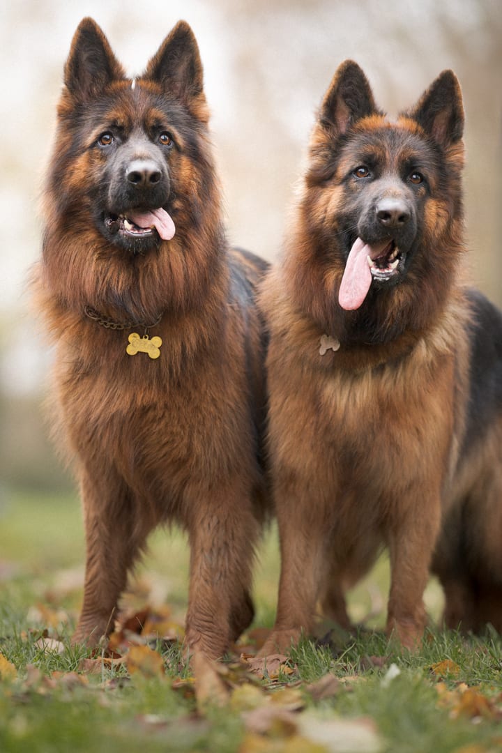 Photographie canine, Mézières-sur-Seine — Cynofoto