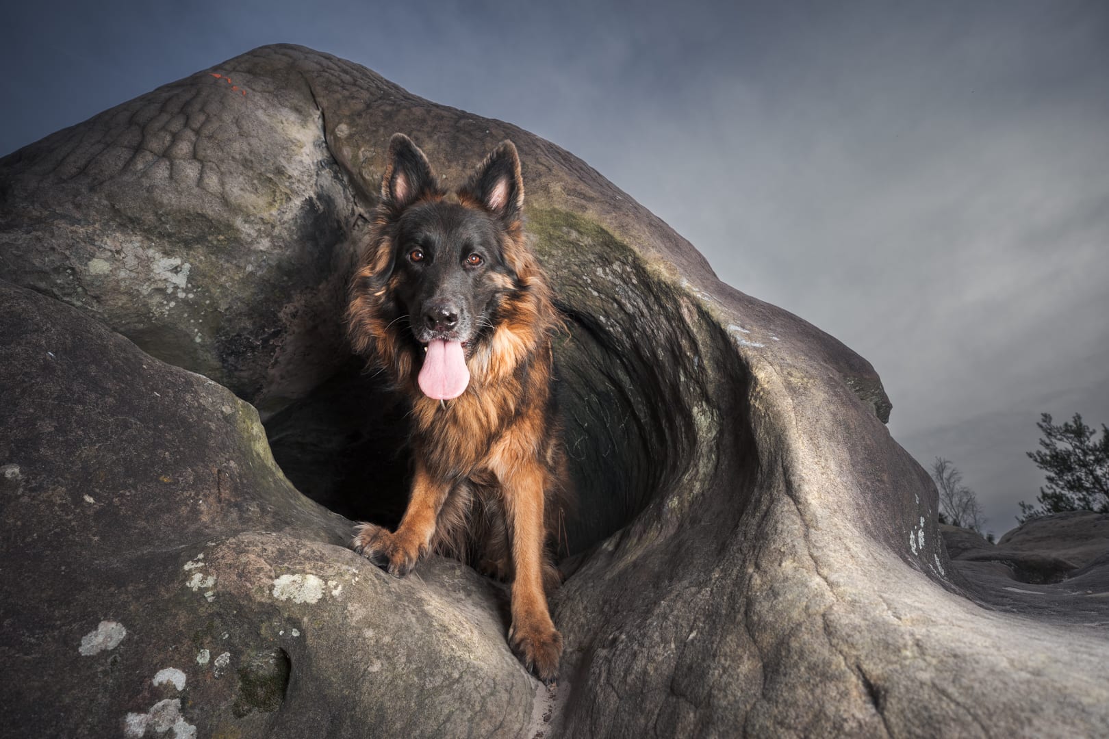 Photographie canine, Mézières-sur-Seine — Cynofoto
