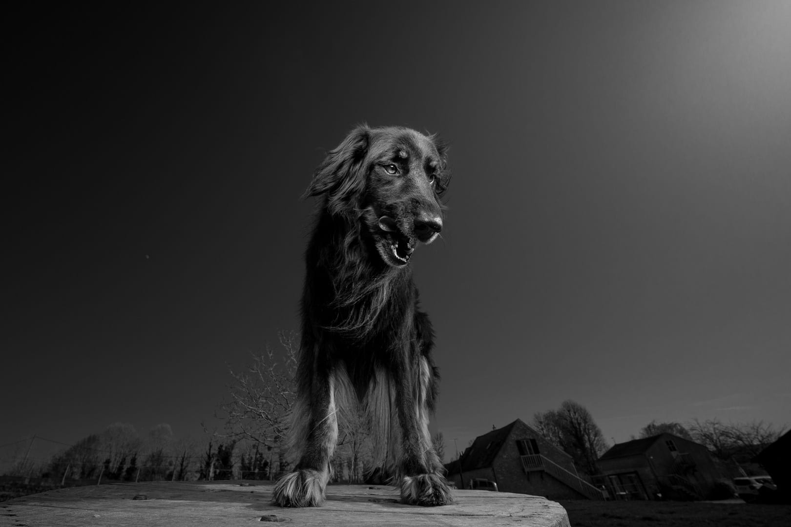 Photographie canine, Mézières-sur-Seine — Cynofoto