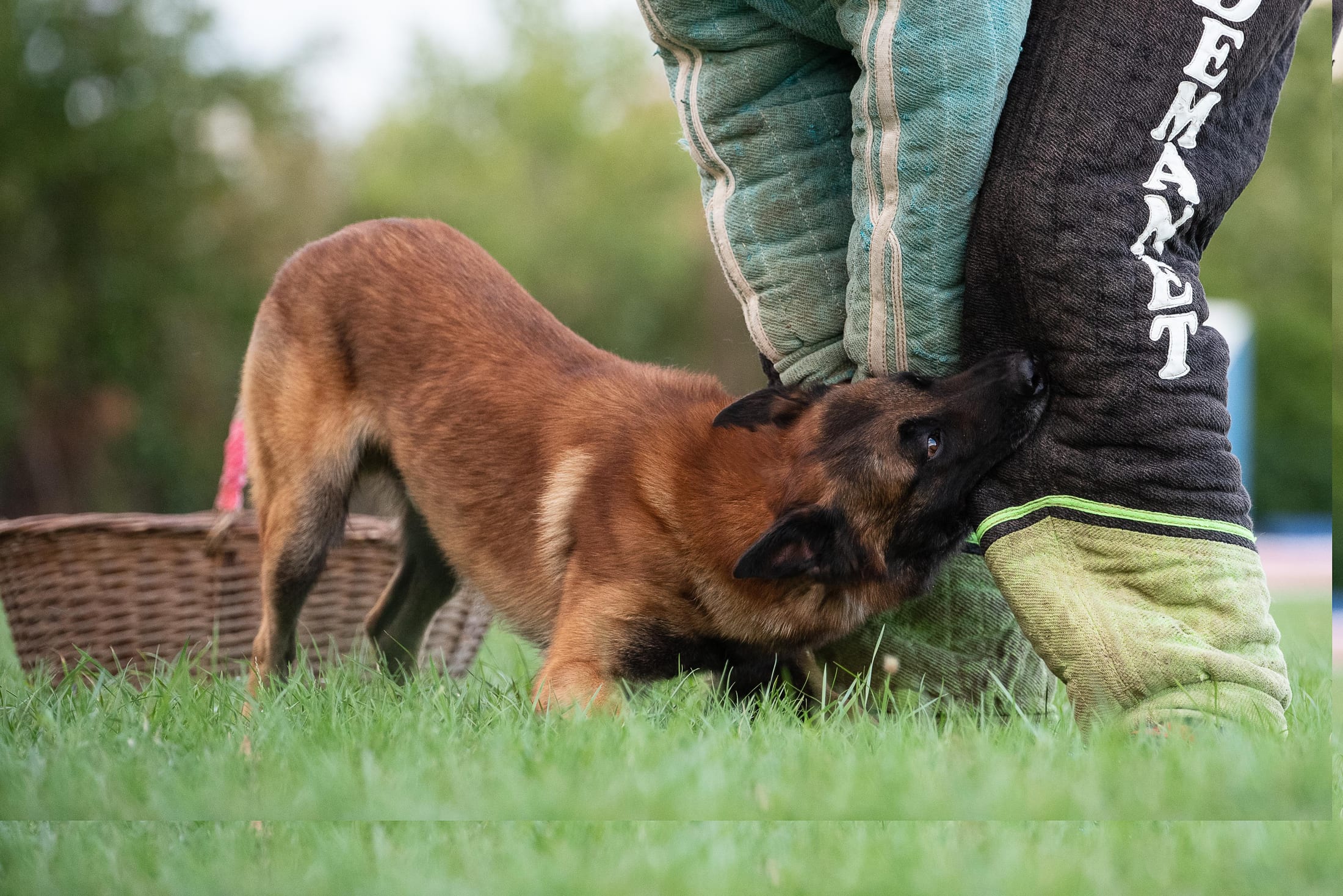 Photographie canine, Mézières-sur-Seine — Cynofoto