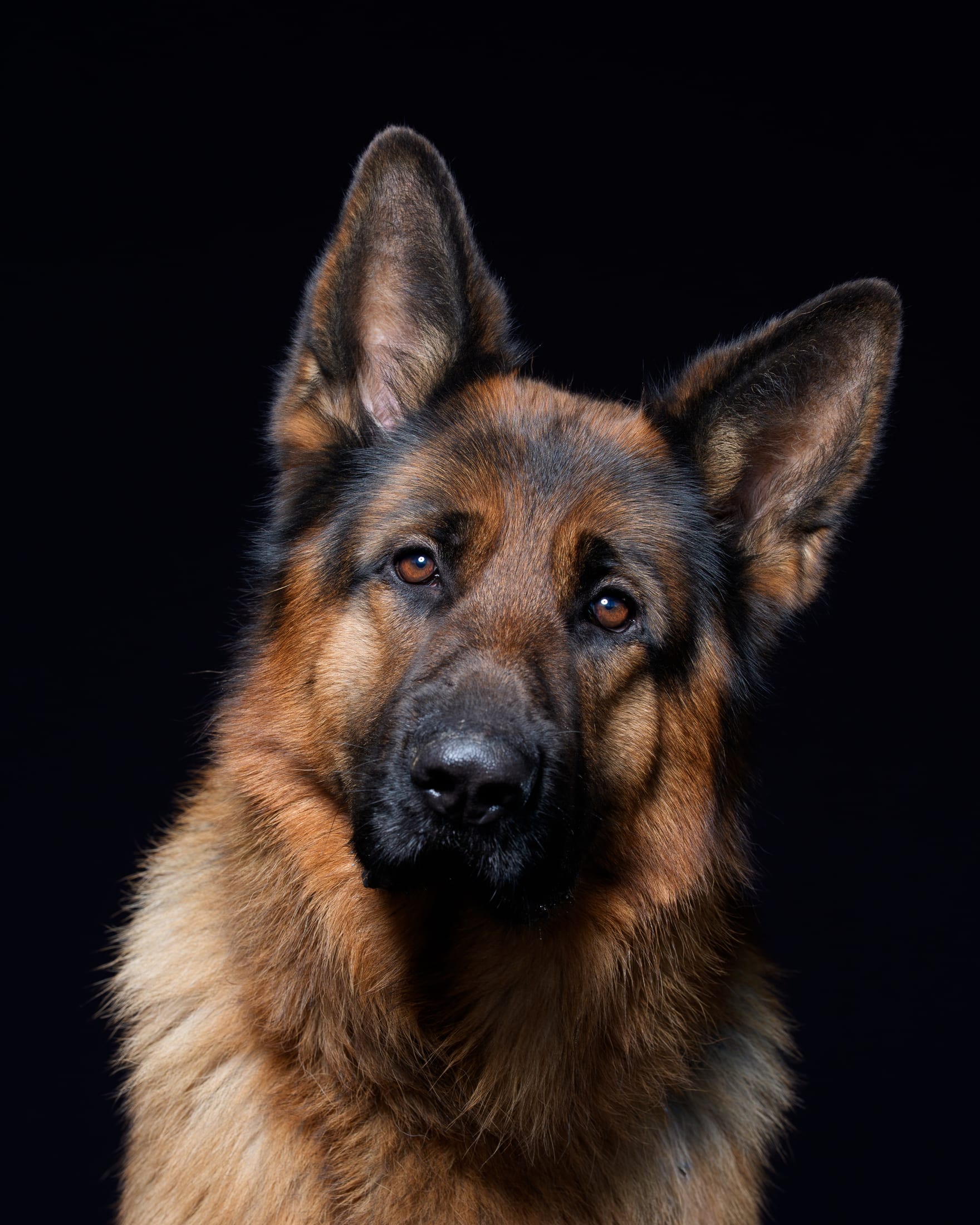 Portraits studio, Mézières-sur-Seine — Cynofoto