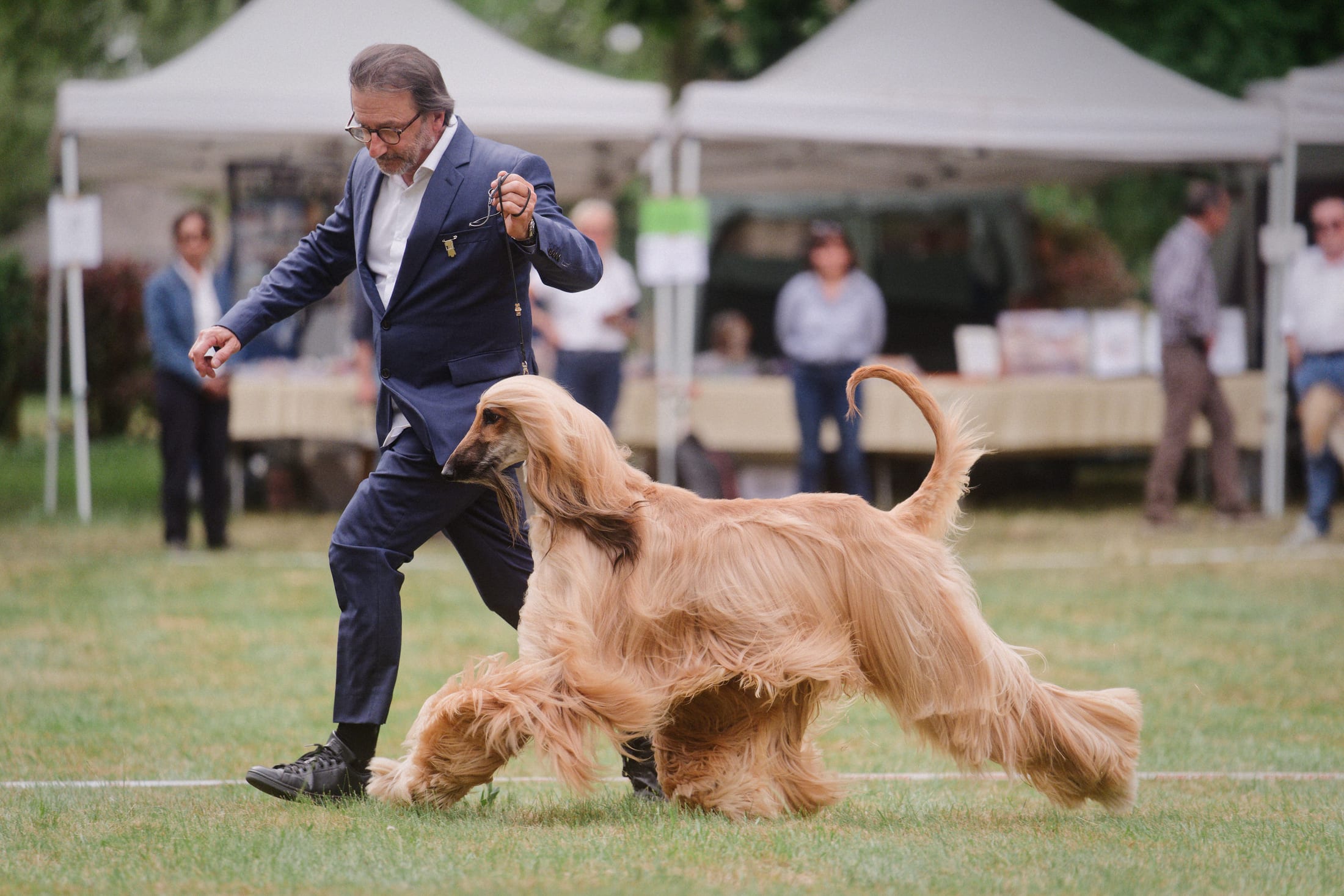 Photographie canine, Mézières-sur-Seine — Cynofoto