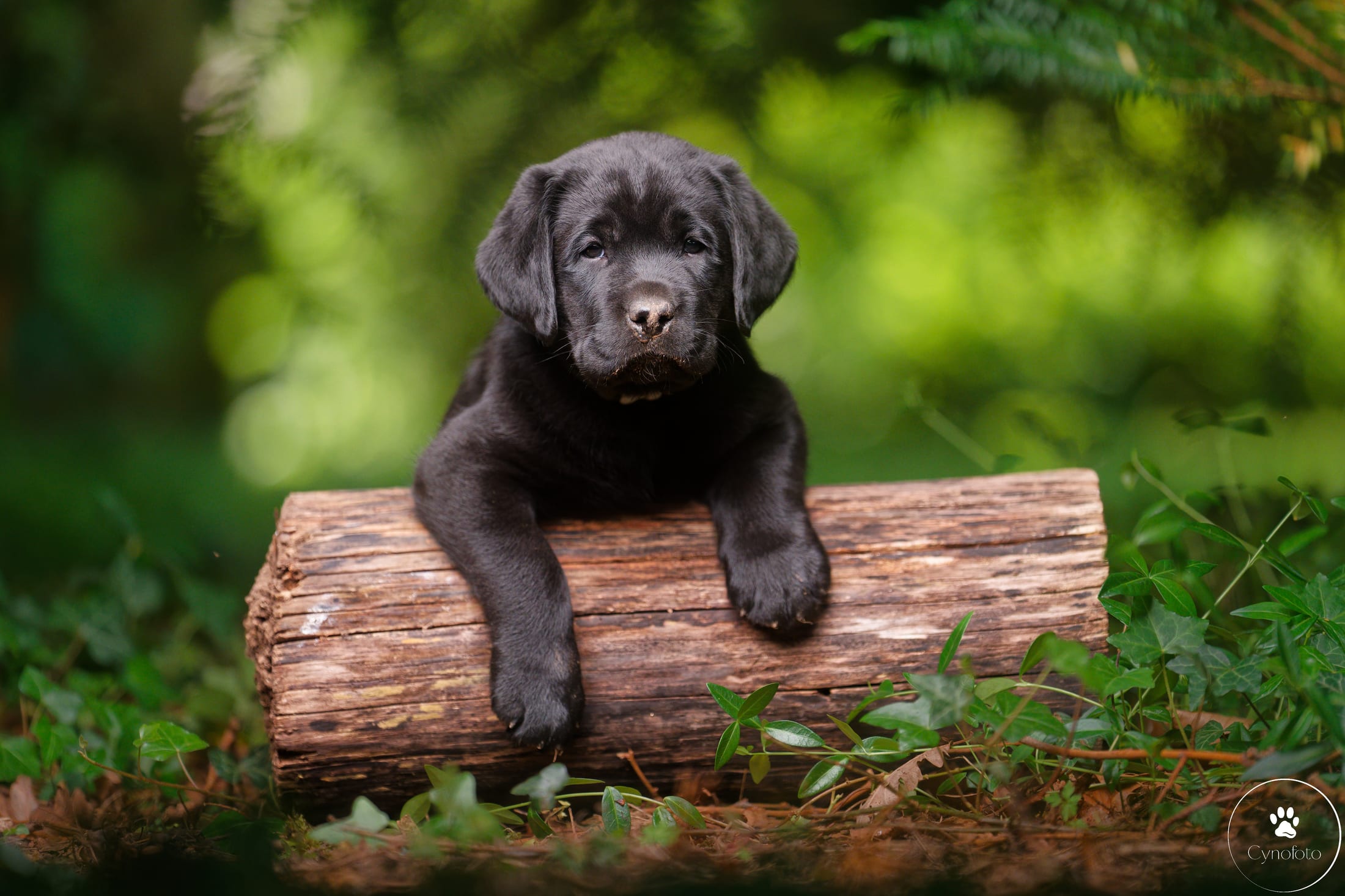 Photographie canine, Mézières-sur-Seine — Cynofoto