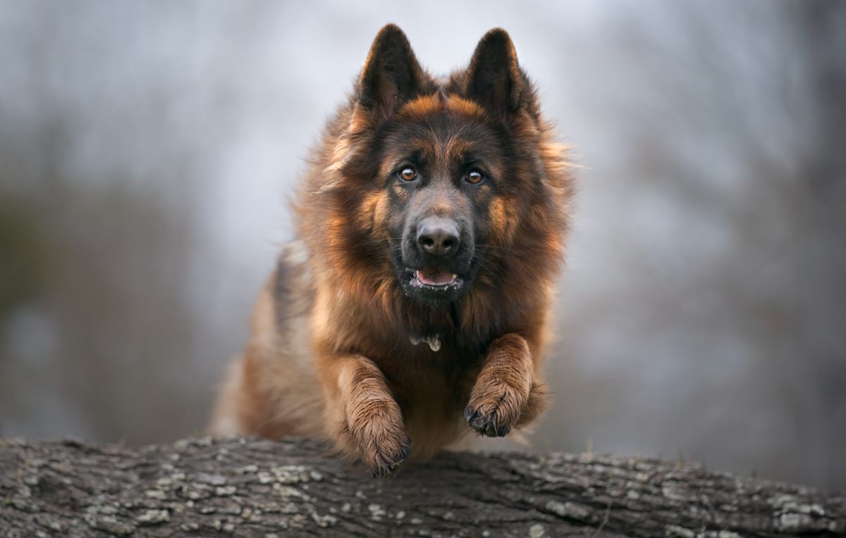 Photographie canine, Mézières-sur-Seine — Cynofoto