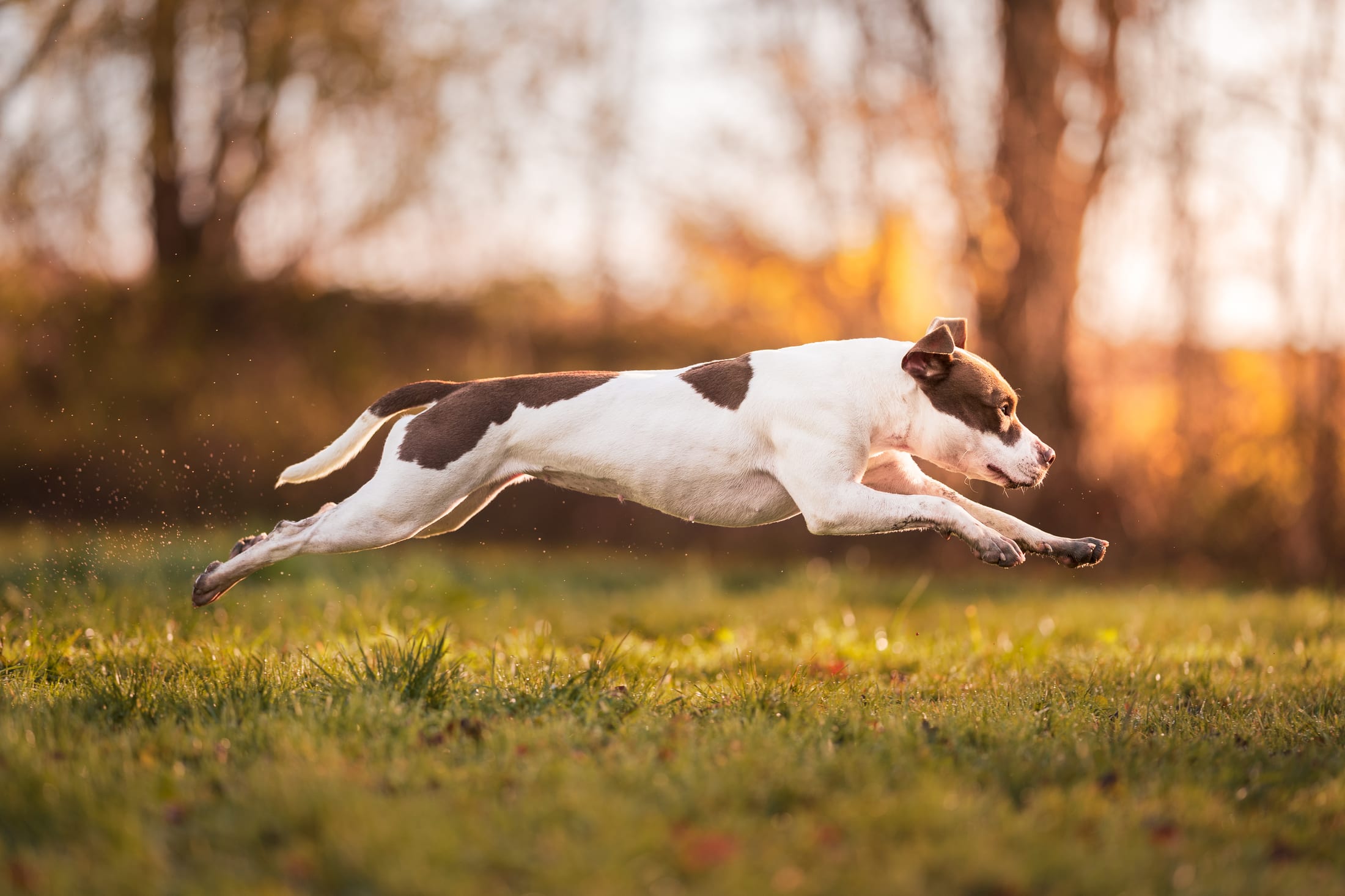Photographie canine, Mézières-sur-Seine — Cynofoto