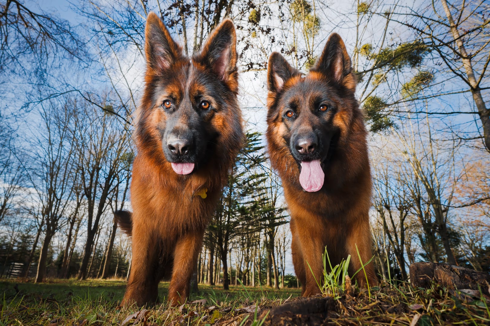 Photographie canine, Mézières-sur-Seine — Cynofoto