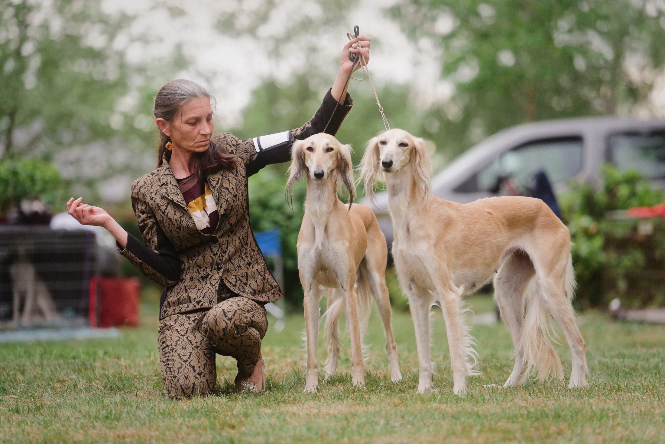 Photographie canine, Mézières-sur-Seine — Cynofoto
