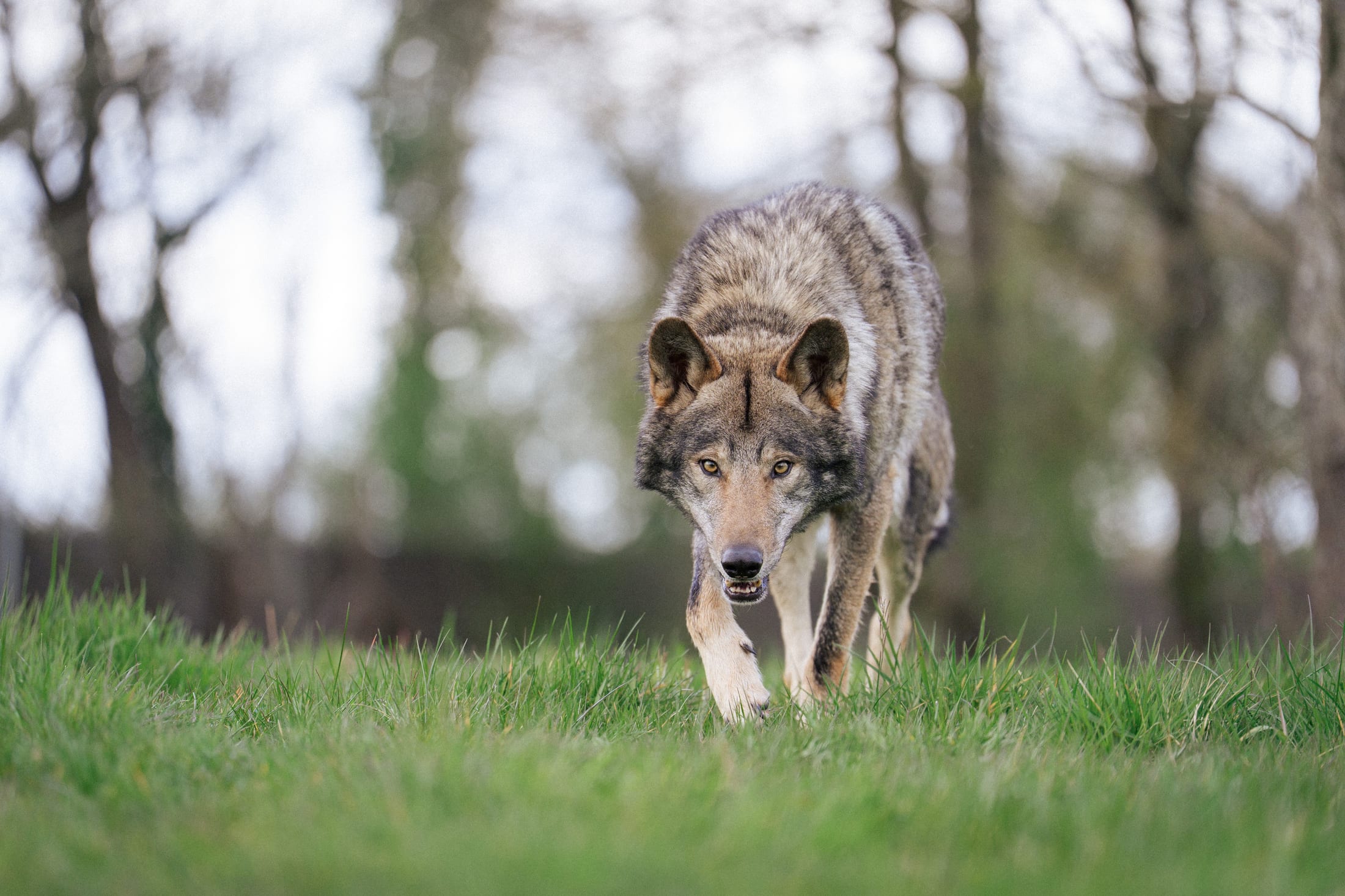 Photographie canine, Mézières-sur-Seine — Cynofoto