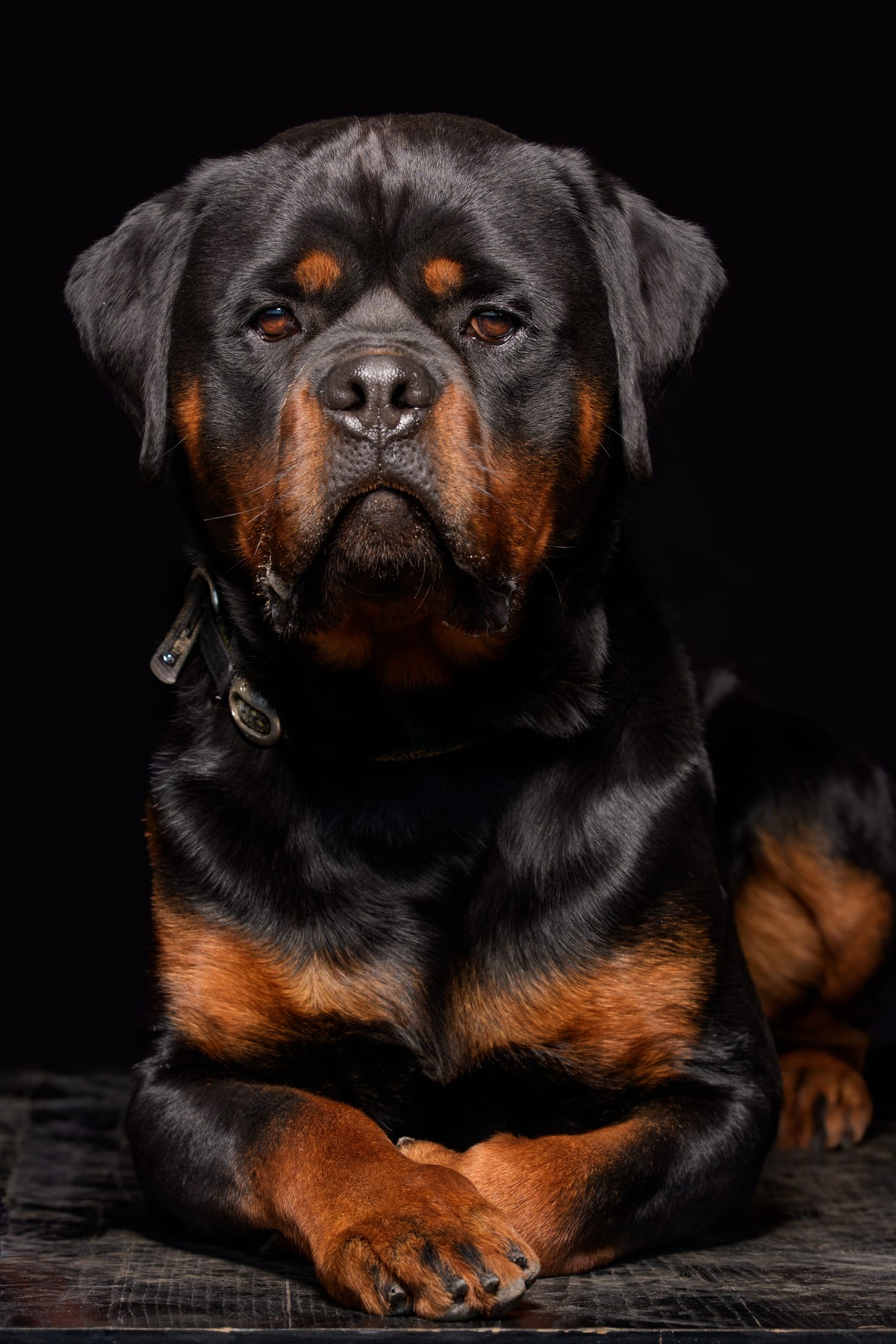 Portraits studio, Mézières-sur-Seine — Cynofoto