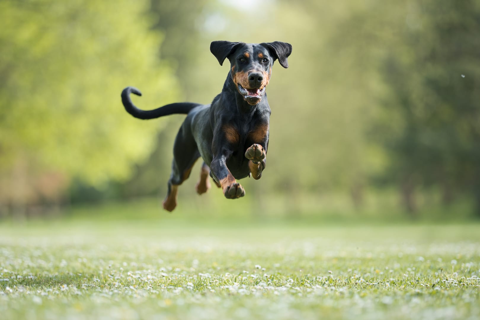 Photographie canine, Mézières-sur-Seine — Cynofoto
