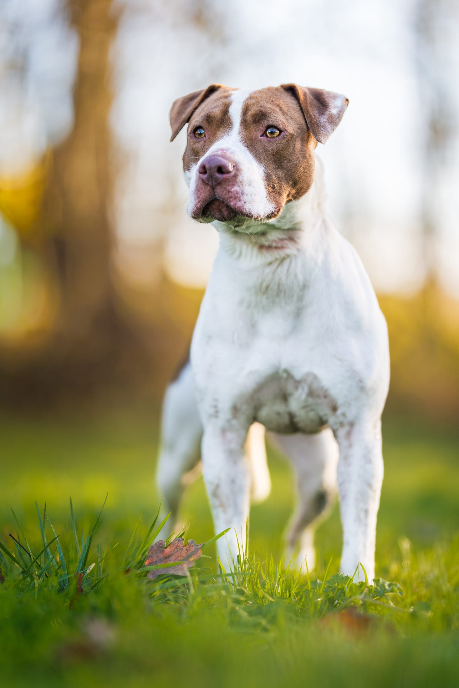 Photographie canine, Mézières-sur-Seine — Cynofoto