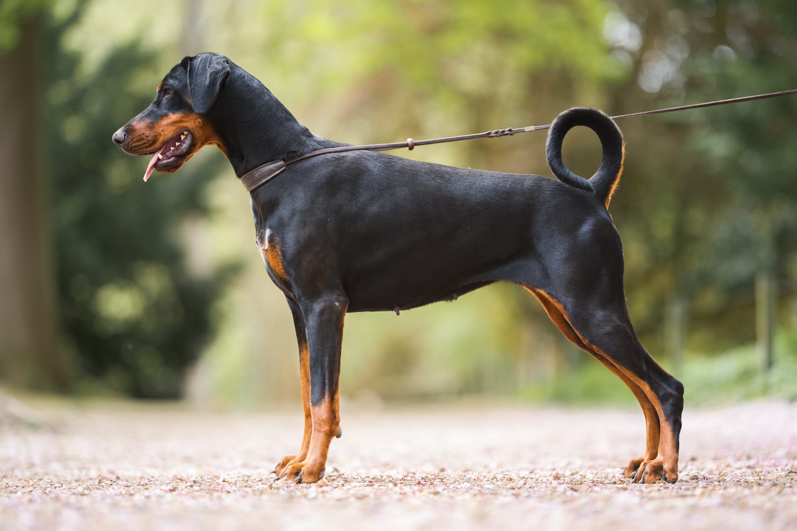 Photographie canine, Mézières-sur-Seine — Cynofoto