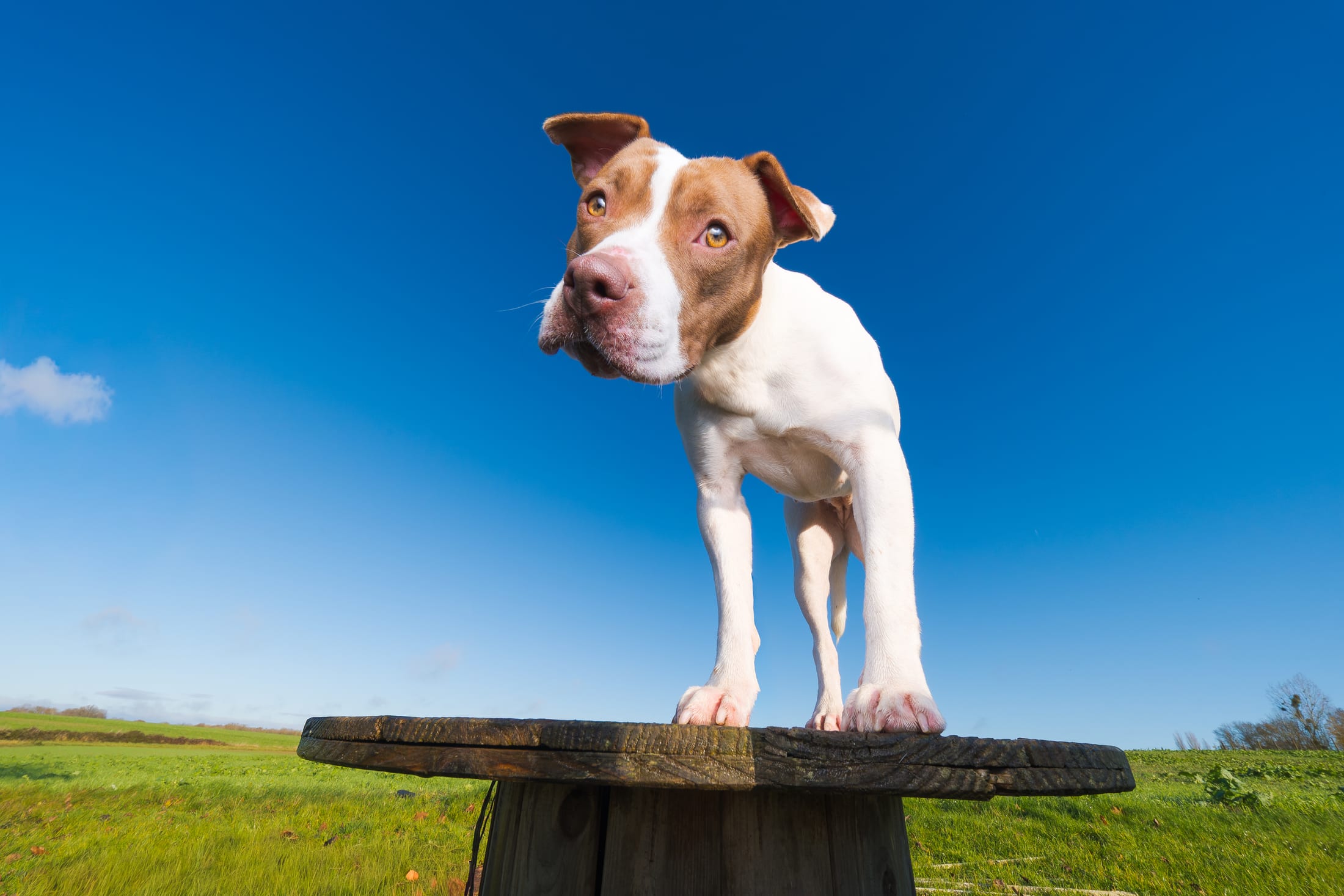 Photographie canine, Mézières-sur-Seine — Cynofoto