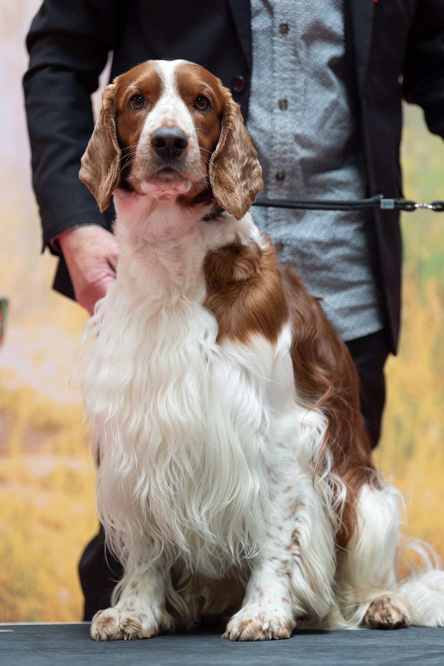 Photographie canine, Mézières-sur-Seine — Cynofoto